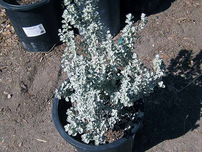 Leucophyllum Zygophyllum Cimarron